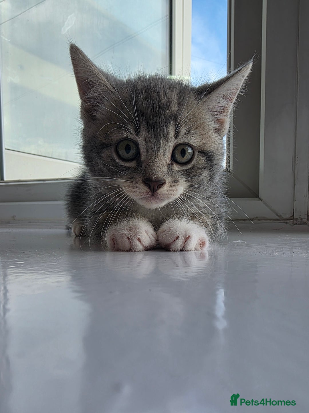 British Shorthair cats for sale: Cutie and cozy kittens are ready to join your home - Image 10
