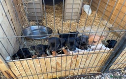 Jack Russell dogs for sale: Adorable Jack Russell puppies  - Image 3
