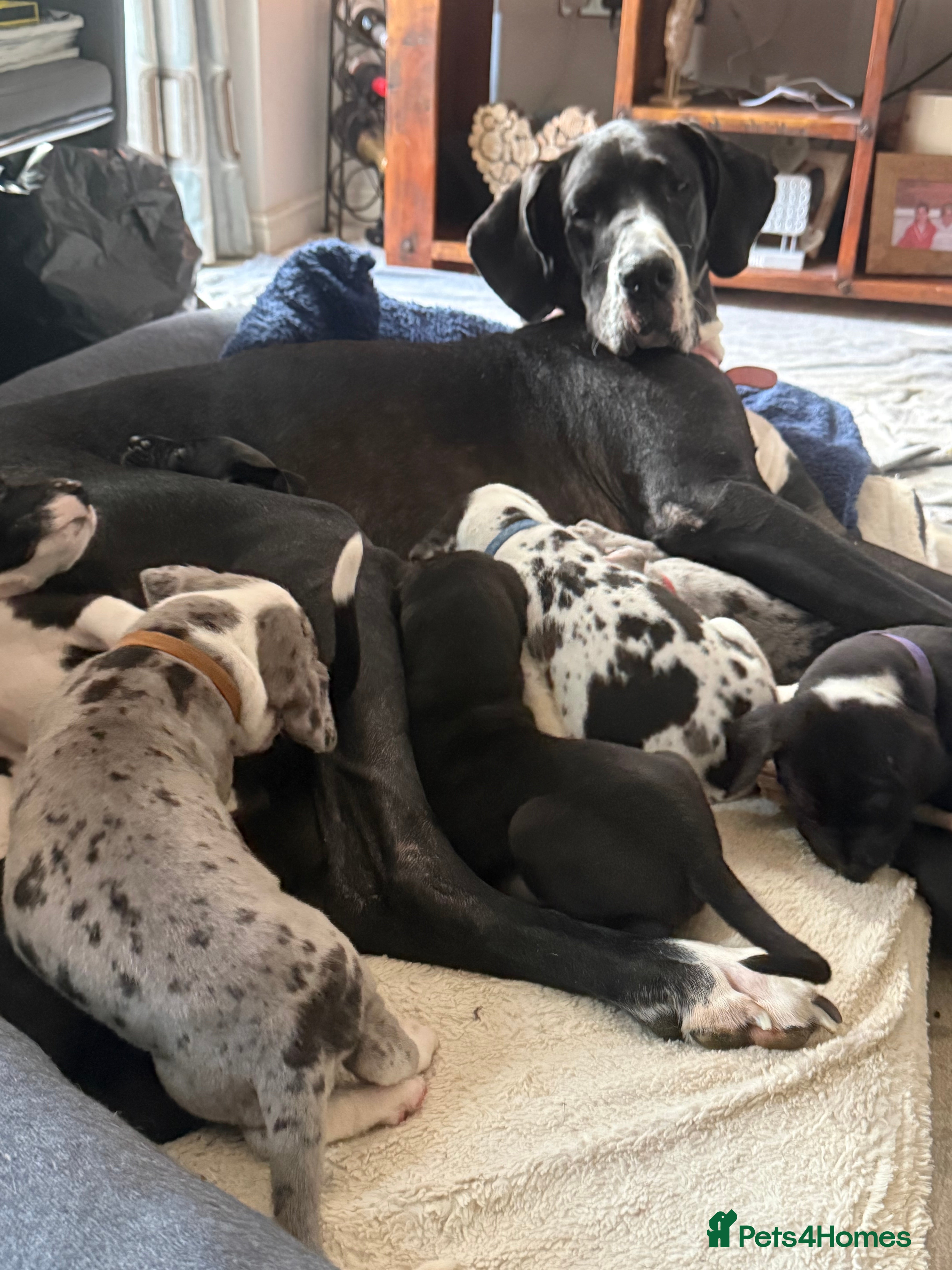 Great Dane dogs Stunning pure bred Great Dane puppies - Advert 7