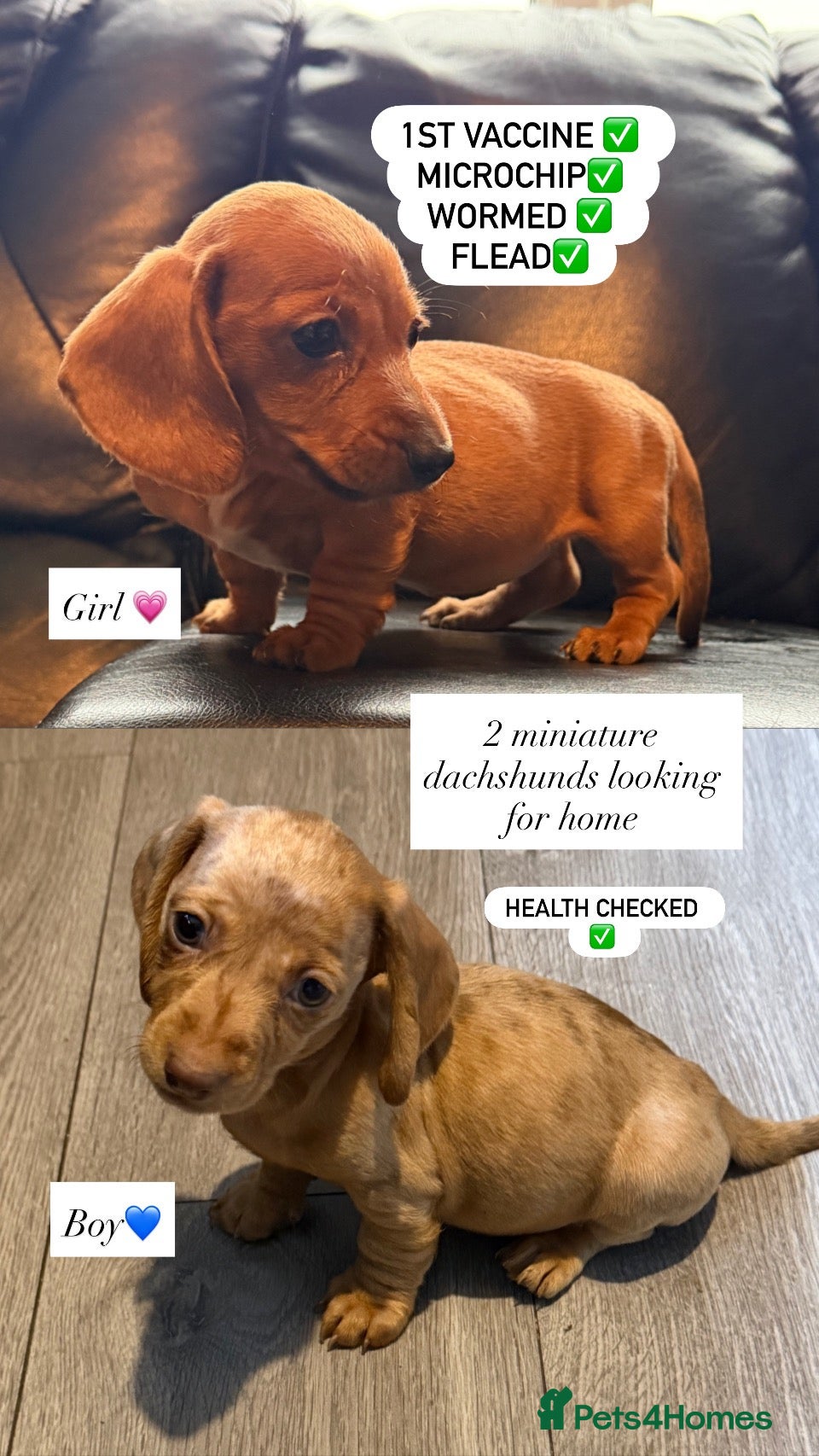 Miniature Dachshund dogs for sale: 1 boy 1 girl ready to leave miniature dachshunds - Advert 2