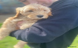 Aussiedoodle dogs for sale: Last Boy AussieDoodle Fully Vaccinated/Vet checked - Image 15