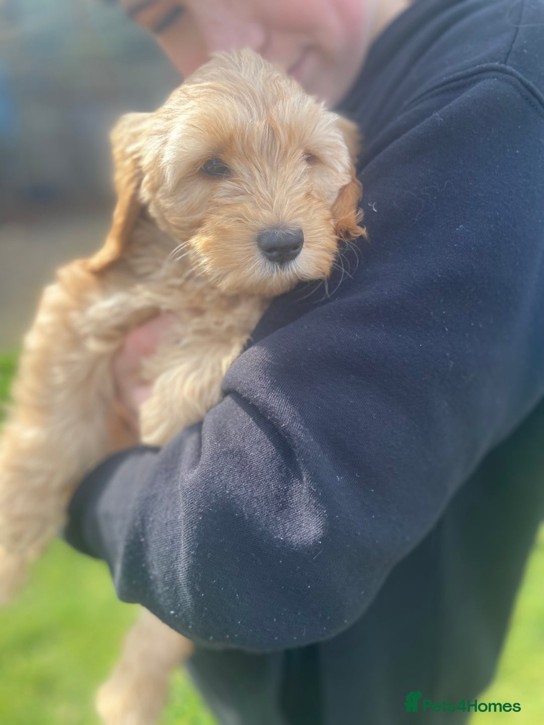 Aussiedoodle dogs for sale: Last Boy AussieDoodle Fully Vaccinated/Vet checked - Image 15