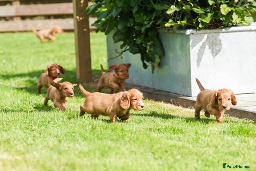 Cocker Spaniel dogs for sale: Handsome Golden Cocker Boys - Image 12