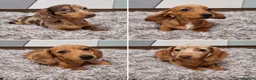 Dachshund dogs for sale: 4 Beautiful miniature dachshund puppies  - Advert 1