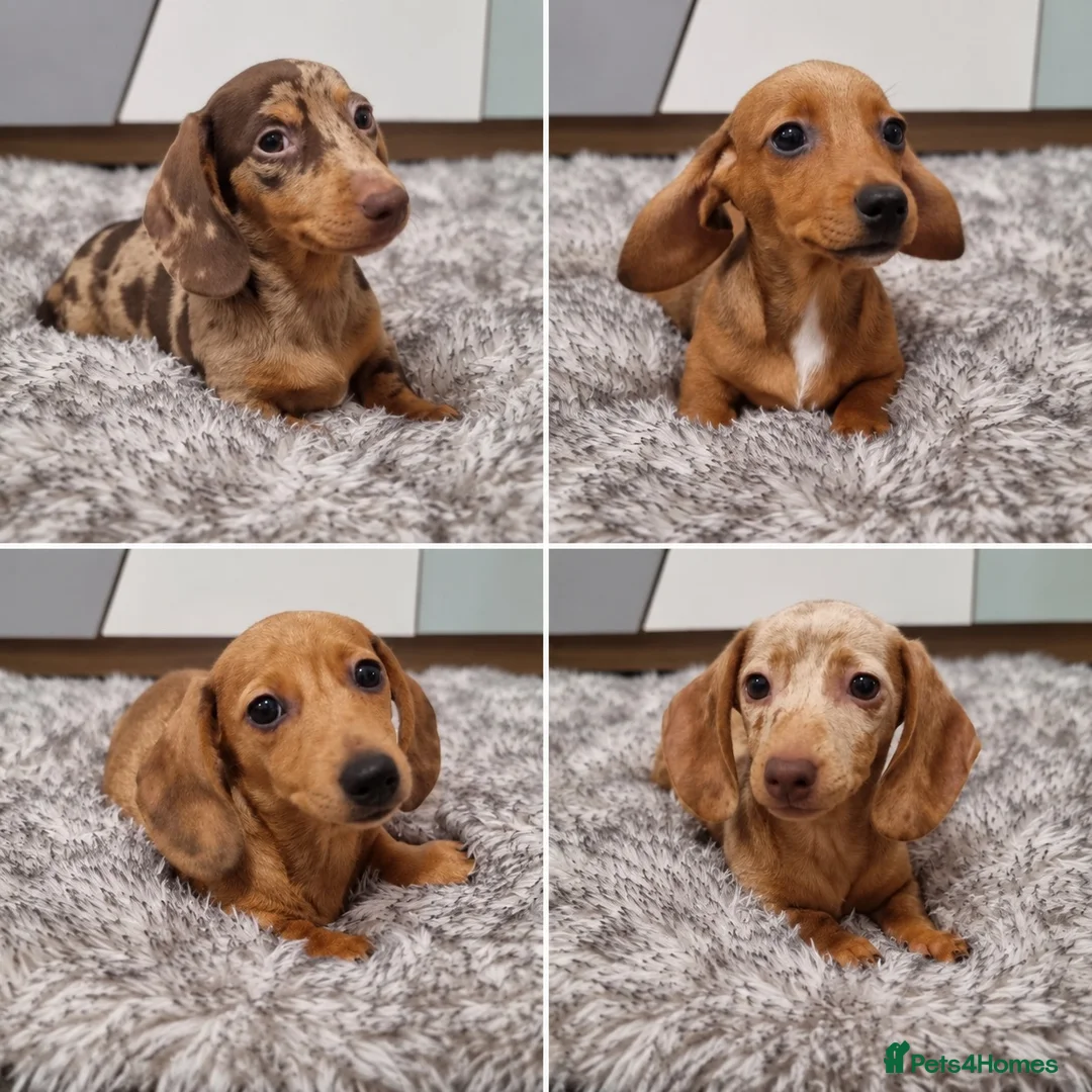 Dachshund dogs for sale: 4 Beautiful miniature dachshund puppies  - Advert 1