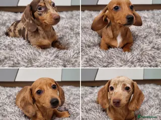 Dachshund dogs 2 Beautiful miniature dachshund puppies - Advert 1