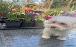 Maltipoo dogs for sale: RESERVED  Absolutely Stunning  Maltipoo GIRL - Image 16