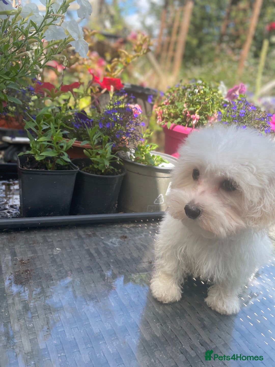 Maltipoo dogs for sale: RESERVED  Absolutely Stunning  Maltipoo GIRL - Image 16