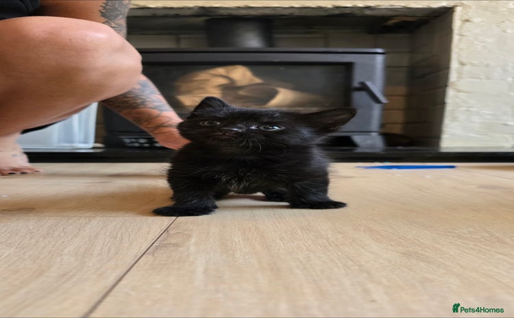 British Shorthair cats - Advert 11