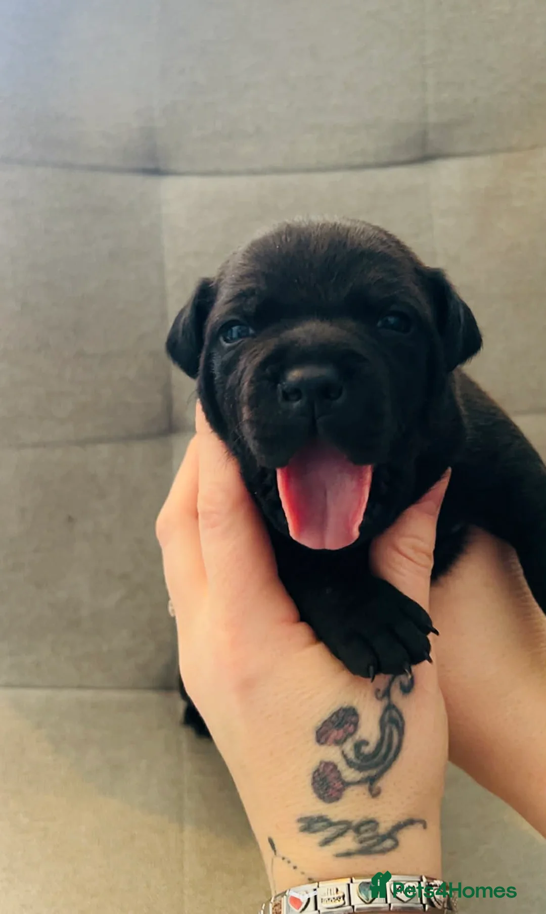 Staffordshire Bull Terrier dogs for sale: Staffordshire bull terrier pups  - Advert 7