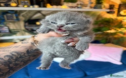 British Shorthair cats for sale: Outstanding kittens 😻 Champion line🥇🏆😻 - Image 27