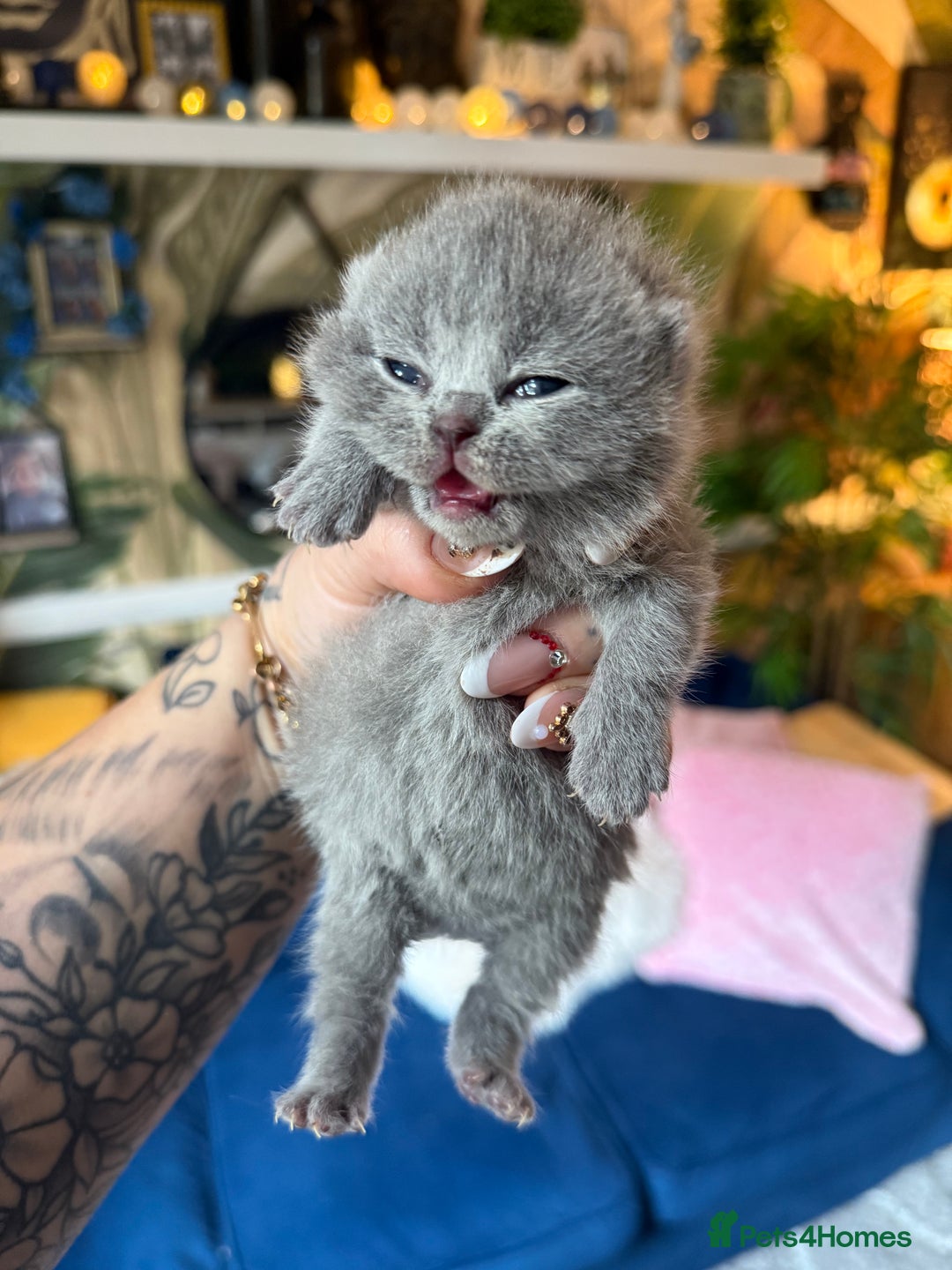 British Shorthair cats for sale: Outstanding kittens 😻 Champion line🥇🏆😻 - Image 27