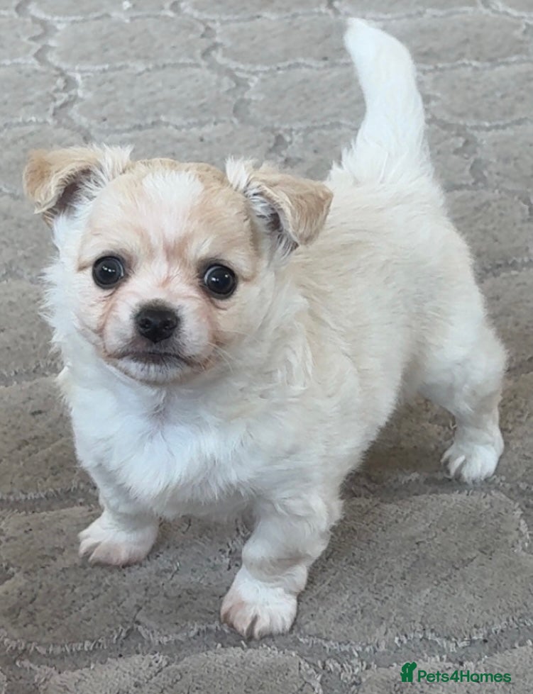 Chihuahua dogs Stunning white fluffy chihuahua boy - Advert 19