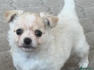 Chihuahua dogs Stunning white fluffy chihuahua boy - Advert 19