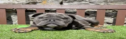 English Bulldog dogs for sale: Our last boy looking for his forever pet home 💙 - Advert 6