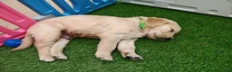 Golden Retriever dogs for sale: READY TO RESERVE  in Bradford - Advert 5