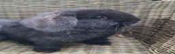 Mini Lop rabbits for sale: Bundle of fluffs ready to be reserved - Advert 2