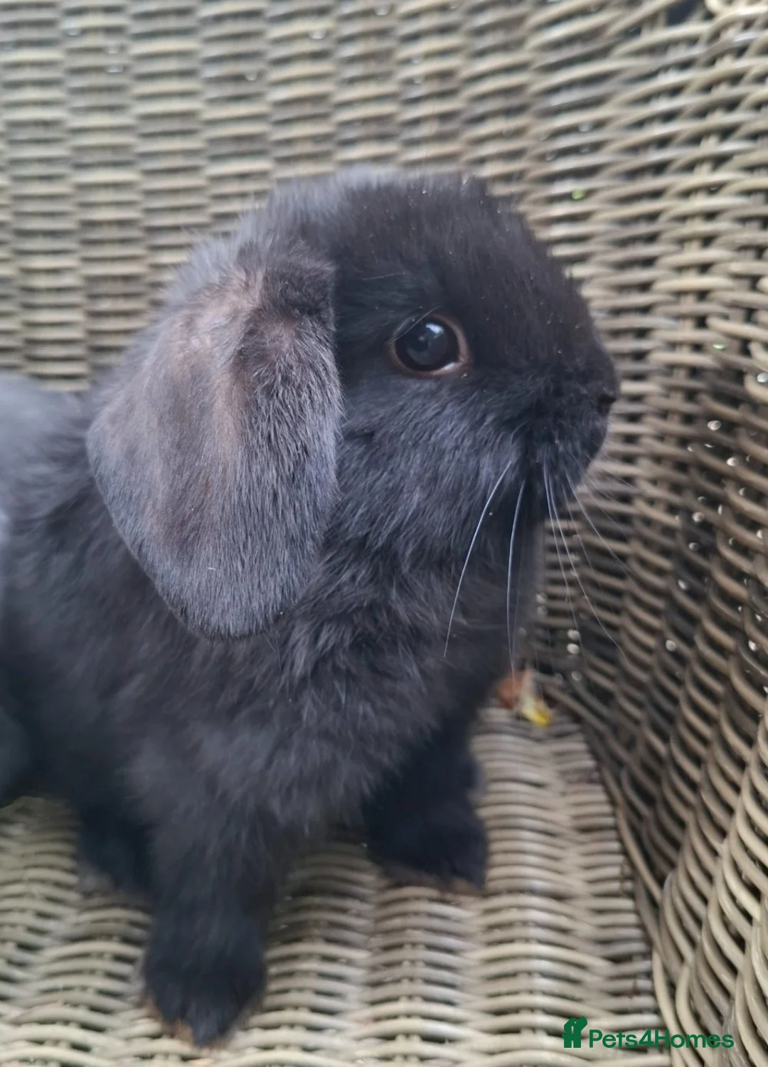 Mini Lop rabbits for sale: Bundle of fluffs ready to be reserved - Advert 2