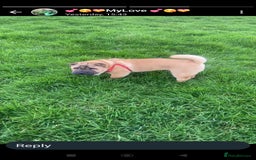 Mixed Breed dogs for sale: For sale Chow-Pey - Image 5
