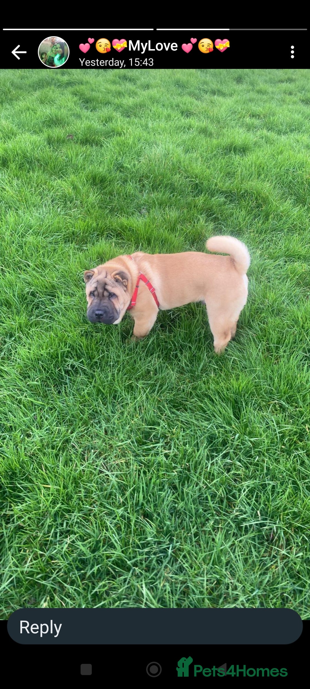 Mixed Breed dogs for sale: For sale Chow-Pey - Image 5