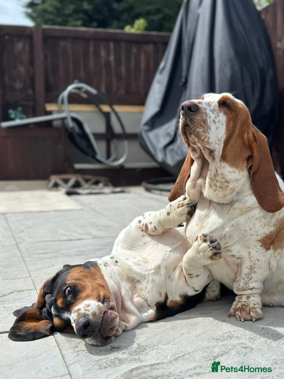 Basset Hound dogs for sale: Basset Hound - Advert 5