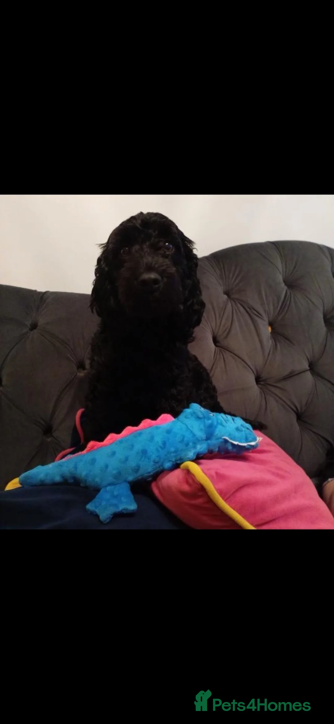 Cockapoo dogs for sale: 🐾 Beautiful Black & White F1B Cockapoo 🐾 - Advert 1