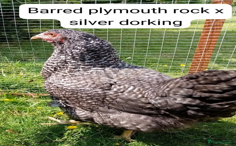 Chickens poultry - Advert 2