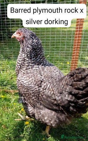 Chickens poultry - Advert 13