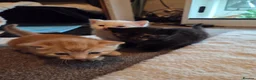 Mixed Breed cats for sale: Half British blue  - Advert 3