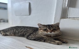Scottish Fold cats for sale: Scottish Fold Kittens Ready for Permanent Homes ✨ - Image 10