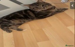 Domestic Shorthair cats for sale: 🐾 Loving Home for Milo🐾 (w automatic litterbox)  - Image 6