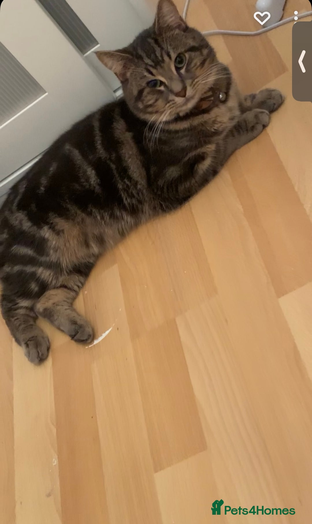 Domestic Shorthair cats for sale: 🐾 Loving Home for Milo🐾 (w automatic litterbox)  - Image 6