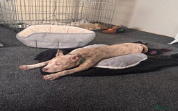 Mixed Breed dogs for sale: Sandy - Advert 4