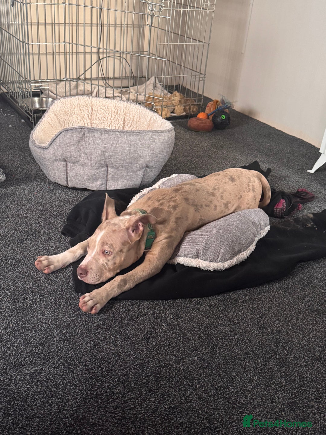 Mixed Breed dogs for sale: Sandy - Advert 4