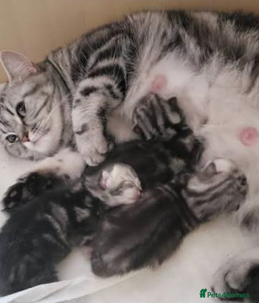 British Shorthair cats Kitten boy  - Advert 3