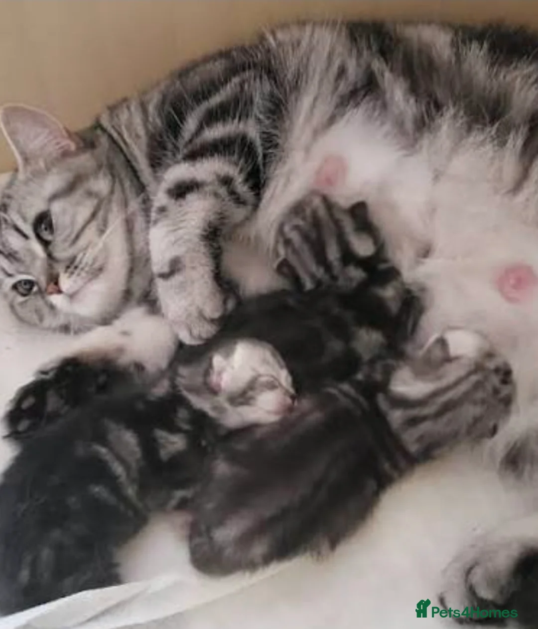 British Shorthair cats for sale: Kitten boy  - Advert 1