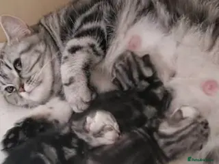 British Shorthair cats Kitten boy - Advert 3