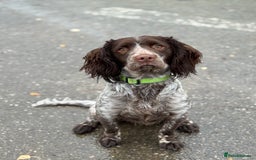 Sprocker dogs for sale: sprocker spaniel for sale  - Advert 3