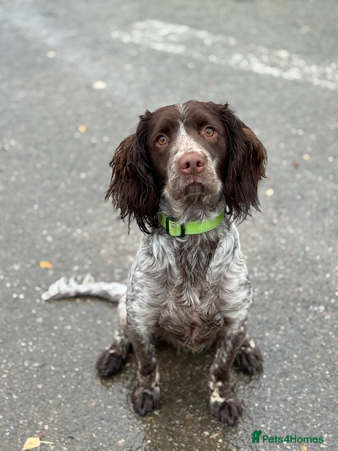 Sprocker dogs for sale: sprocker spaniel for sale  - Advert 3