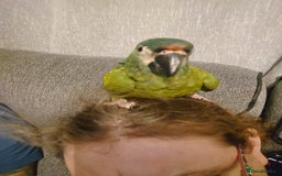 Macaws birds for sale: Illigers Macaw - Image 12
