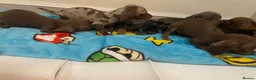 Miniature Dachshund dogs for sale: Miniature dachshund puppies  - Advert 6