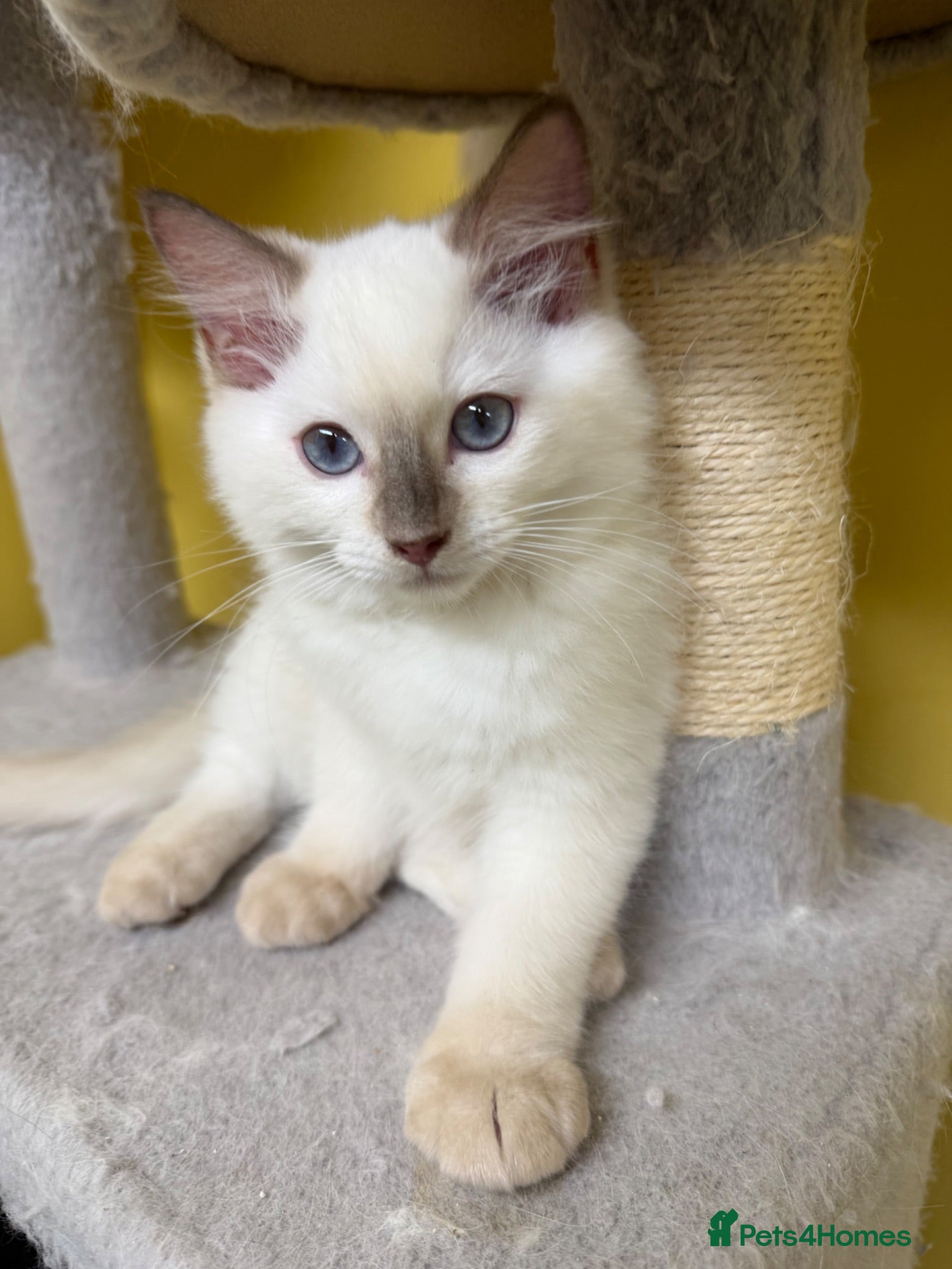 Ragdoll cats ⭐️ TICA Reg ⭐️ 👑 Champion Line 👑 Ragdoll Kittens - Advert 2