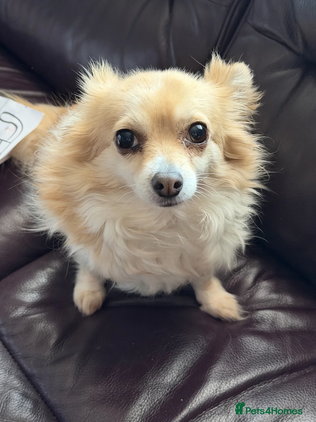 Chihuahua dogs for sale: Mimi the family chihuahua needs a loving new home - Advert 2