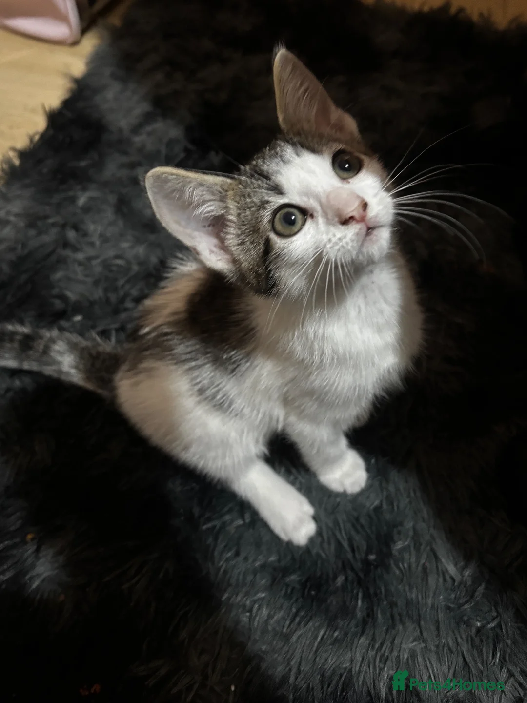 Mixed Breed cats for sale: mother cat and kitten for sale open offers in Barking - Advert 1
