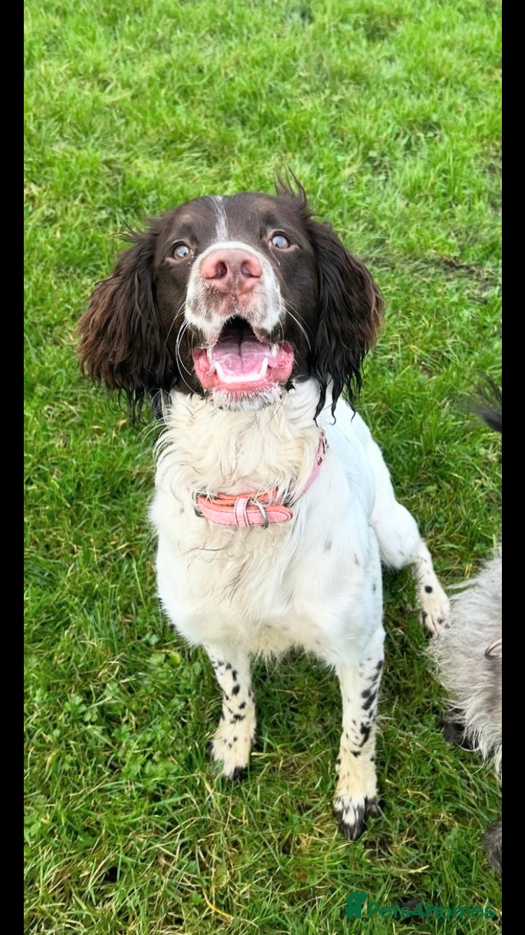 Mixed Breed dogs Springer x staffy pups - beautiful pups - Advert 11