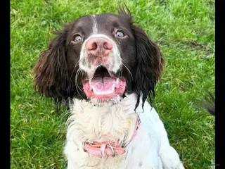 Mixed Breed dogs Springer x staffy pups - beautiful pups - Advert 3