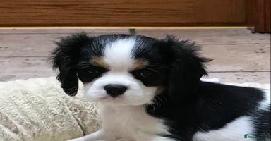 Cavalier King Charles Spaniel dogs - Advert 16