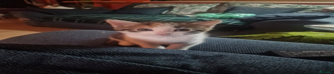 British Shorthair Kitten 1
