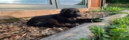 Lurcher dogs for sale: Greyhound x shepherd/collie  in Hungerford - Advert 25