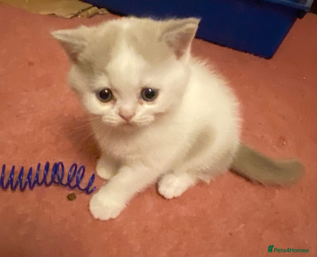 British Shorthair cats for sale: Show quality kittens direct IGrCh, GrCh & Ch lines - Image 12